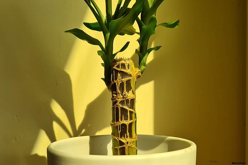 How to Grow and Care for Dracaena