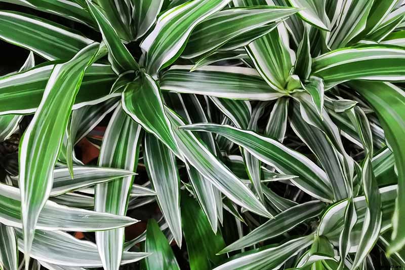 How to Grow and Care for Dracaena
