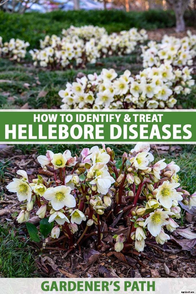 How to Identify and Treat Hellebore Diseases