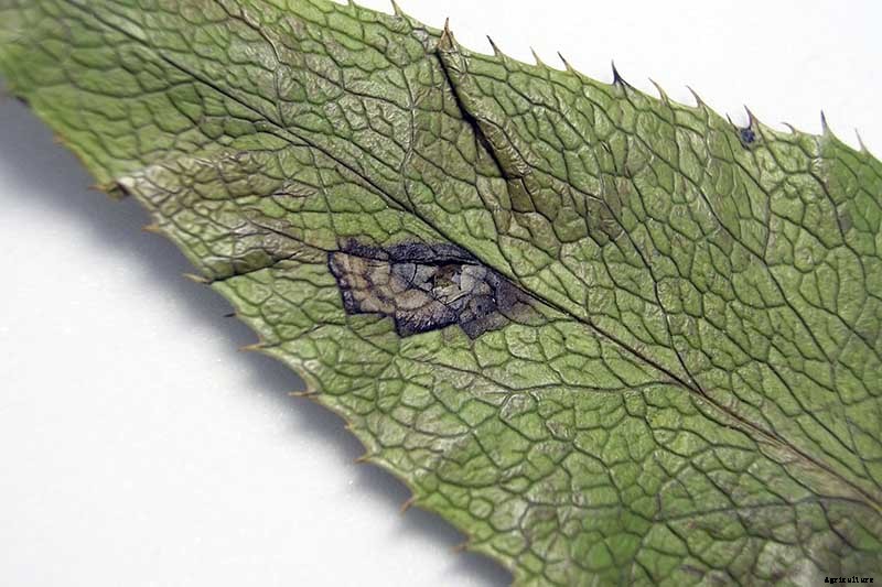 How to Identify and Treat Hellebore Diseases