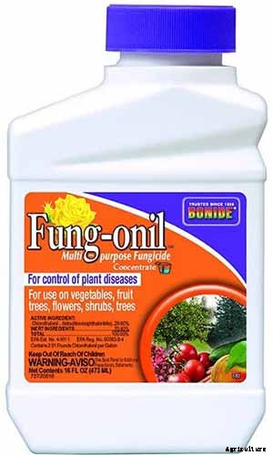 How to Identify and Treat Hellebore Diseases