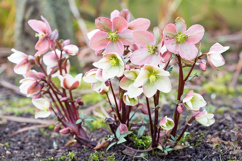 How to Identify and Treat Hellebore Diseases