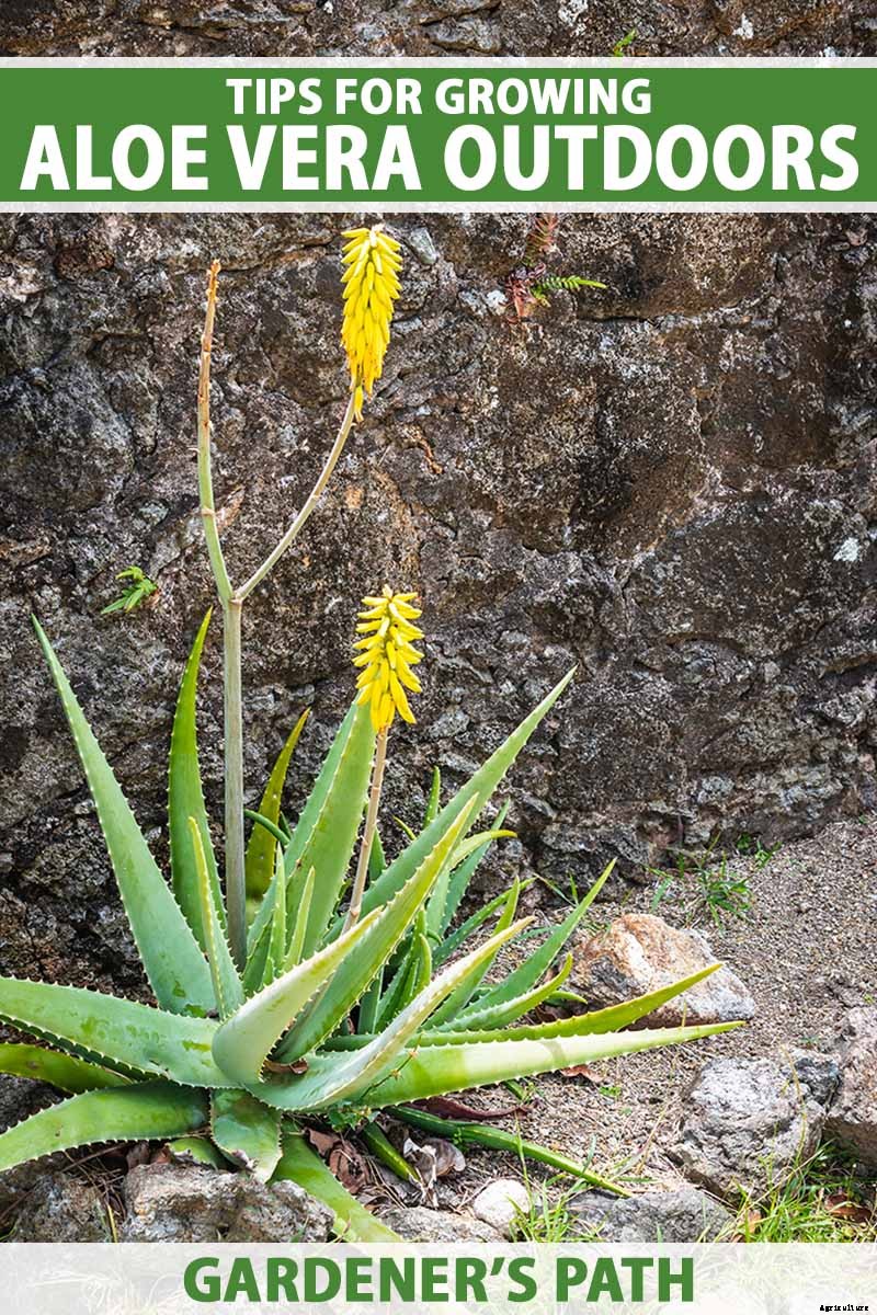 Tips for Growing Aloe Vera Outdoors