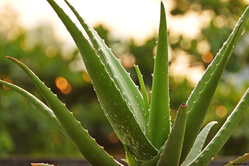 Tips for Growing Aloe Vera Outdoors