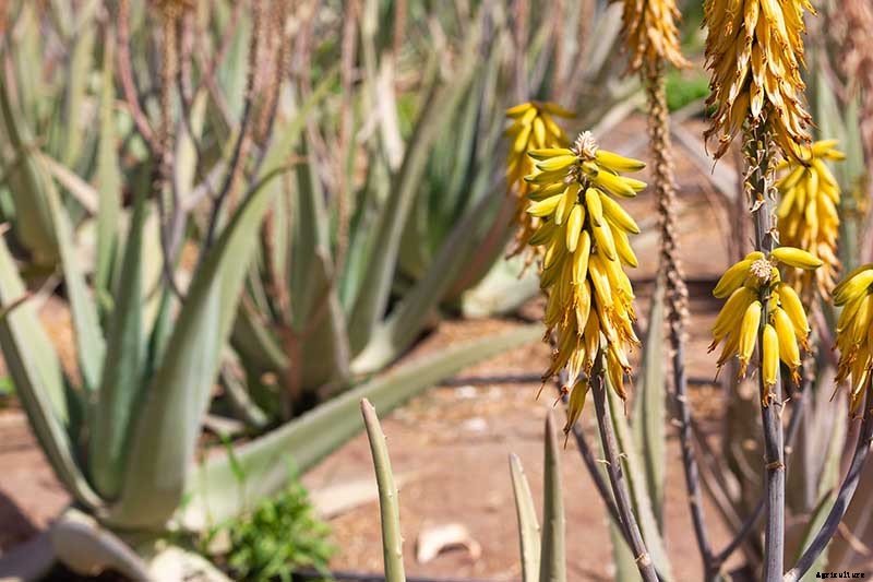Tips for Growing Aloe Vera Outdoors