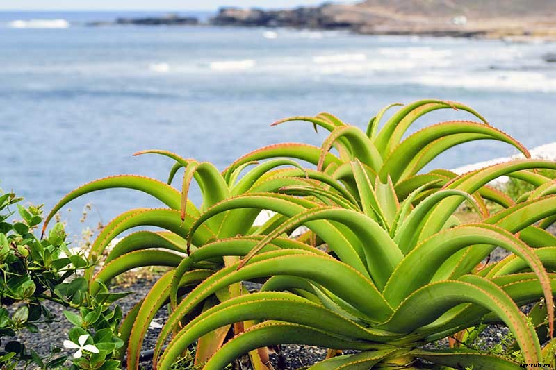 Tips for Growing Aloe Vera Outdoors