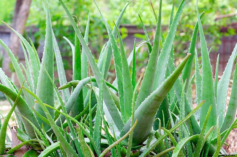 Tips for Growing Aloe Vera Outdoors