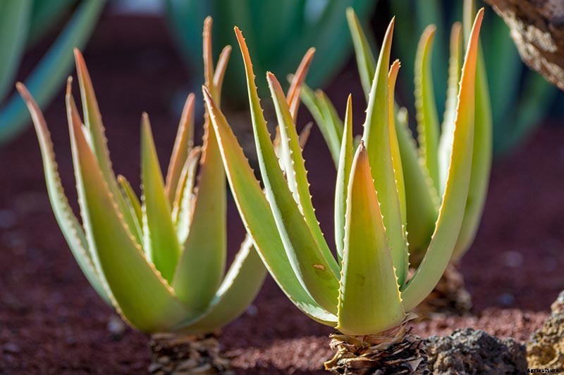 Tips for Growing Aloe Vera Outdoors