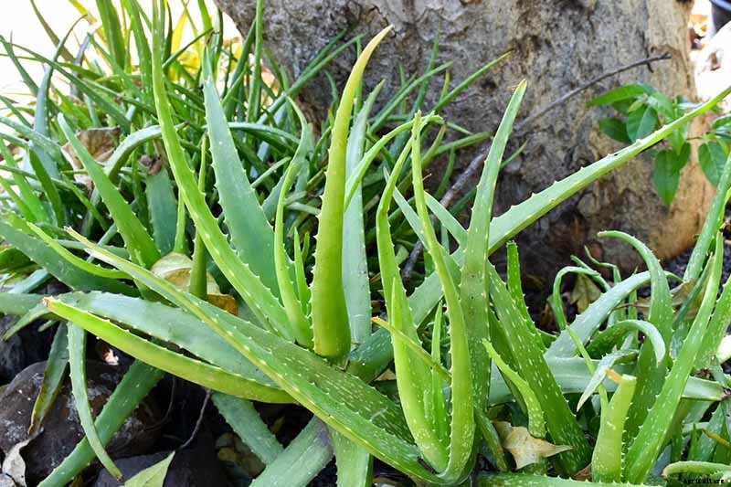Tips for Growing Aloe Vera Outdoors