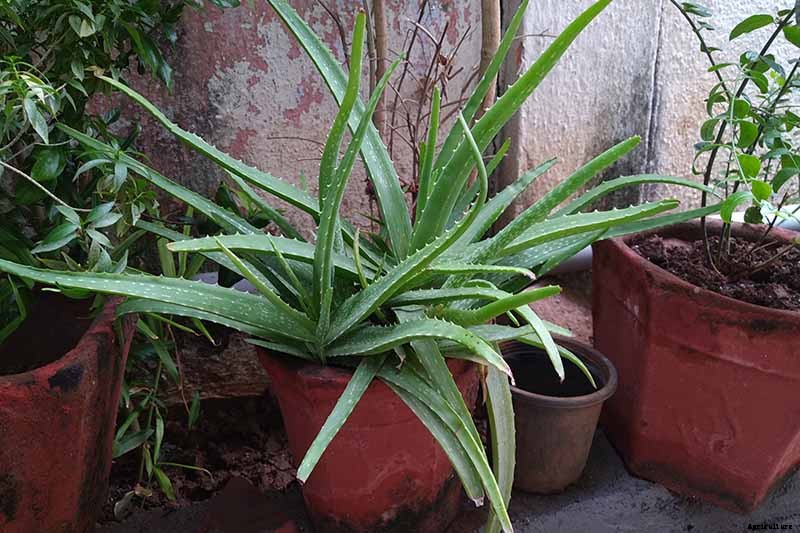 Tips for Growing Aloe Vera Outdoors