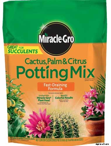 Tips for Growing Aloe Vera Outdoors