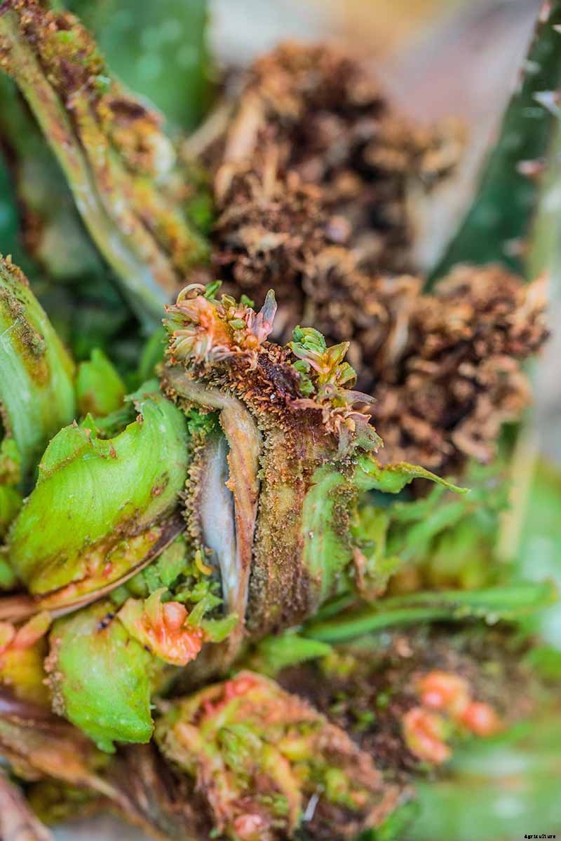 Tips for Growing Aloe Vera Outdoors