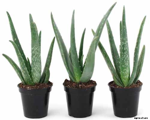 Tips for Growing Aloe Vera Outdoors