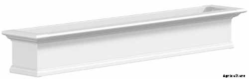 Tips for Growing Aloe Vera Outdoors