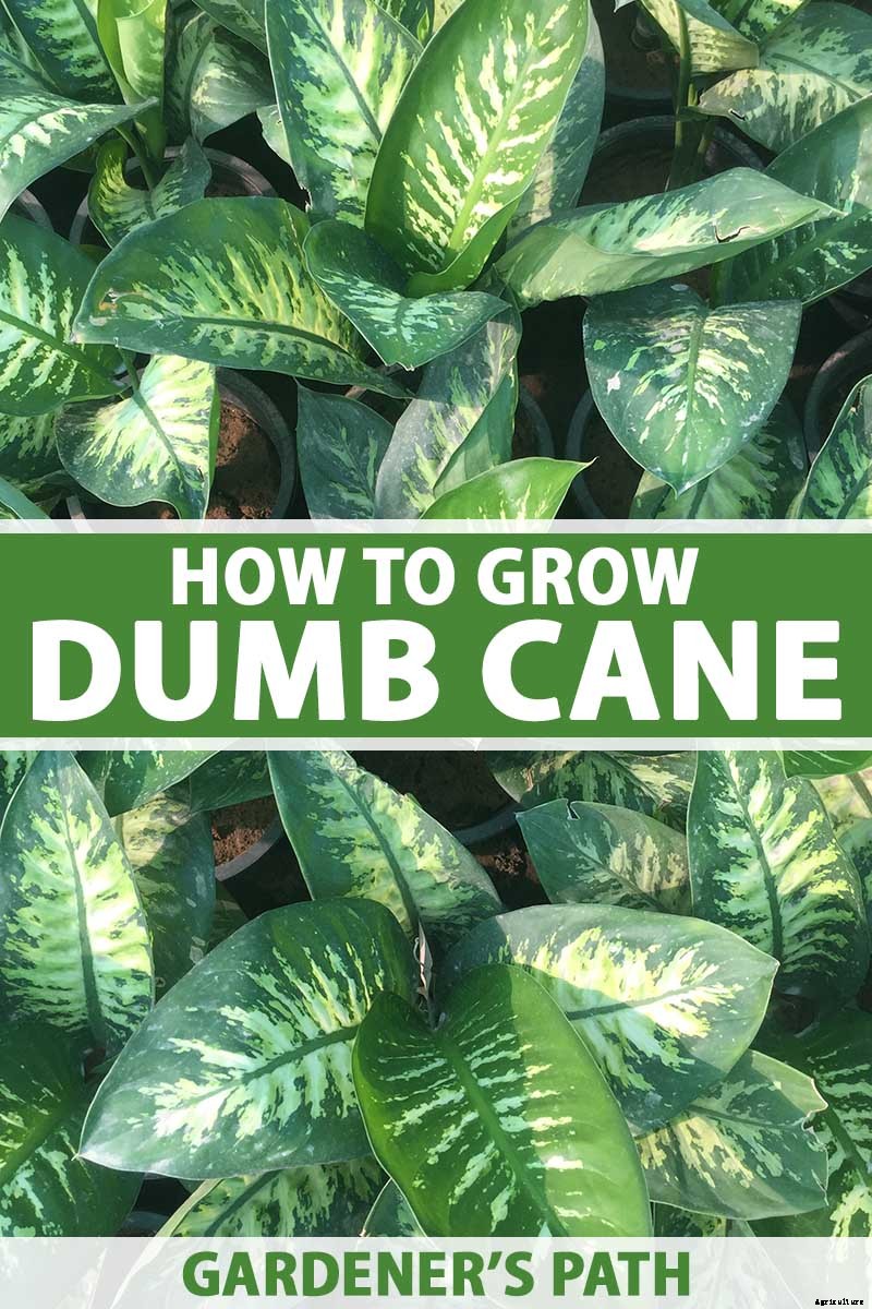 How to Grow and Care for Dumb Cane