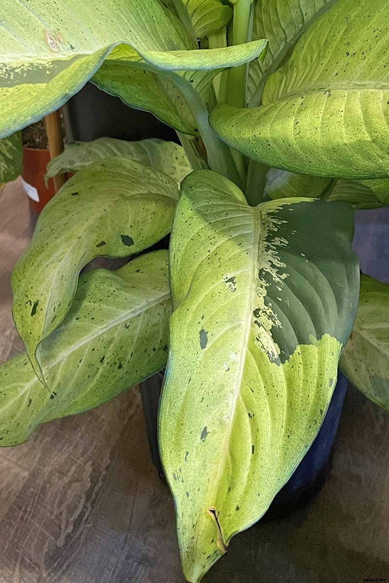 How to Grow and Care for Dumb Cane
