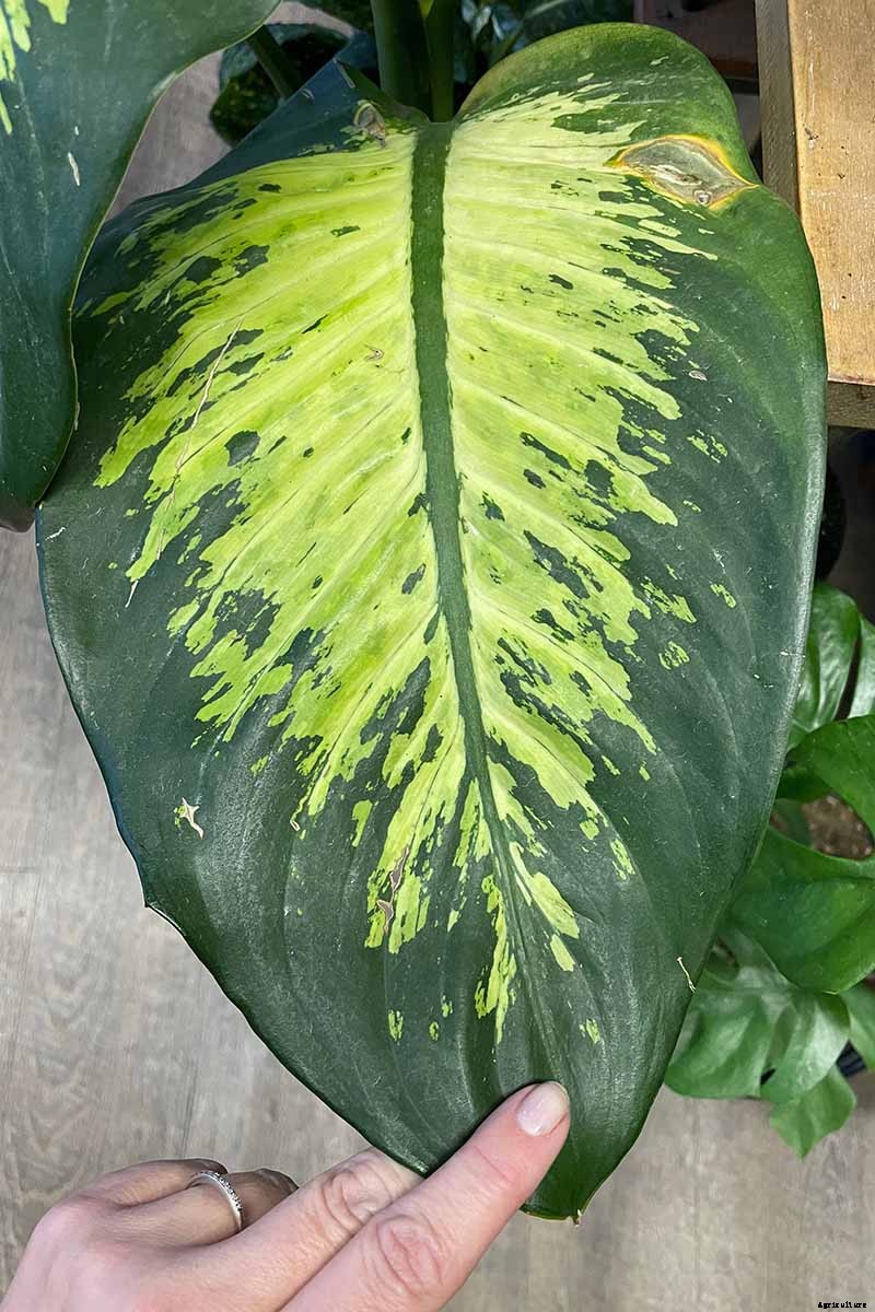 How to Grow and Care for Dumb Cane