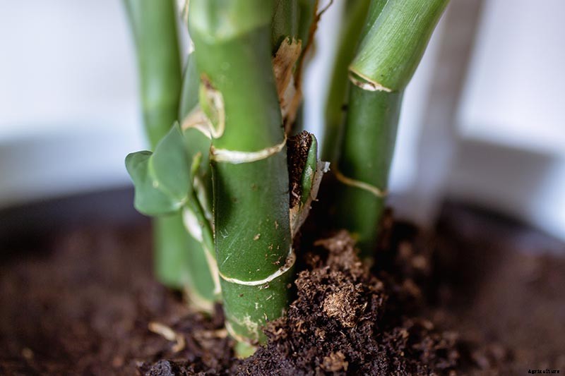 How to Grow and Care for Dumb Cane