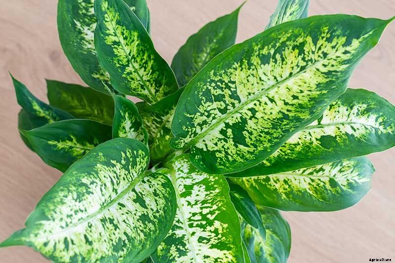 How to Grow and Care for Dumb Cane