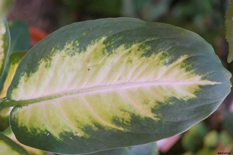 How to Grow and Care for Dumb Cane
