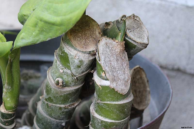 How to Grow and Care for Dumb Cane