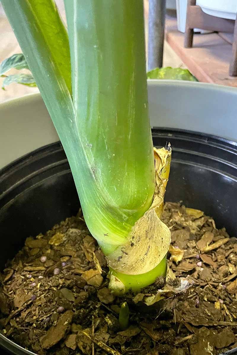 How to Grow and Care for Dumb Cane
