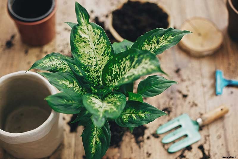 How to Grow and Care for Dumb Cane