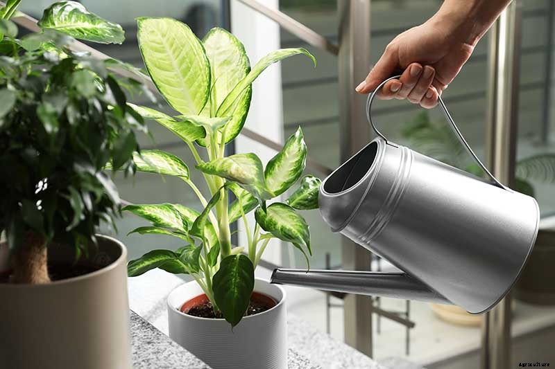 How to Grow and Care for Dumb Cane