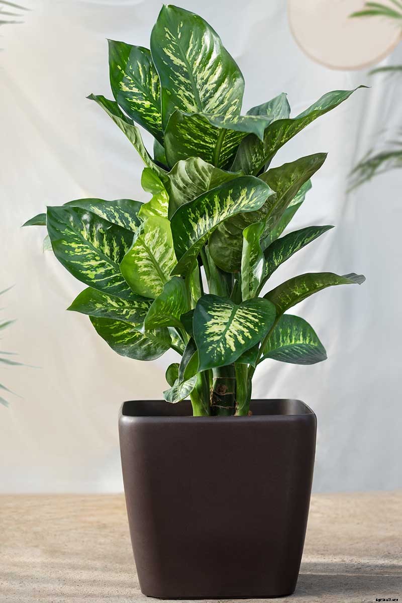 How to Grow and Care for Dumb Cane