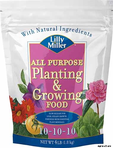 How to Grow and Care for Dumb Cane