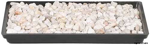 How to Grow and Care for Dumb Cane