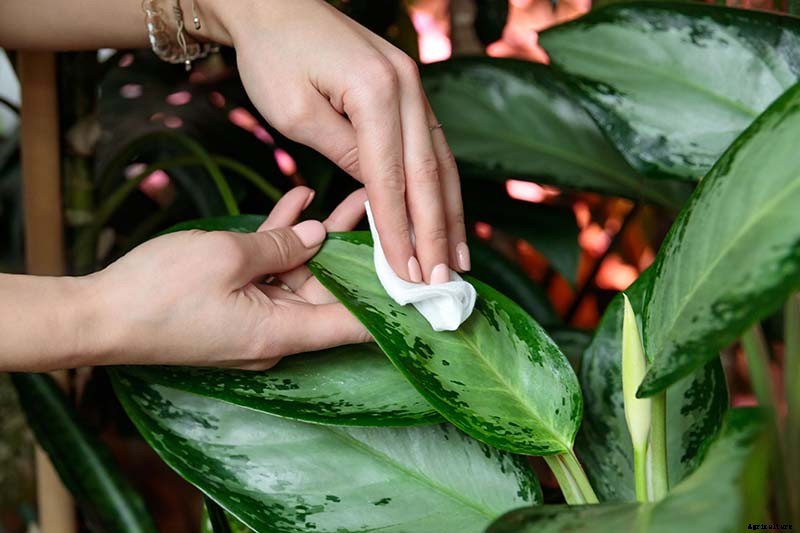 How to Grow and Care for Dumb Cane