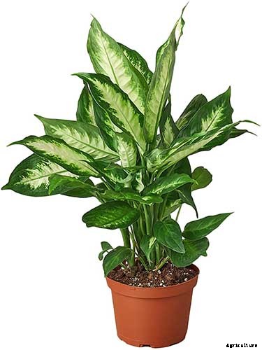 How to Grow and Care for Dumb Cane