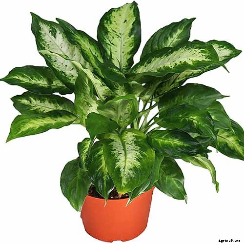 How to Grow and Care for Dumb Cane