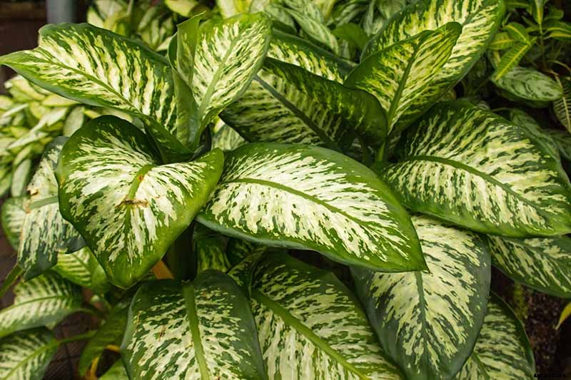 How to Grow and Care for Dumb Cane