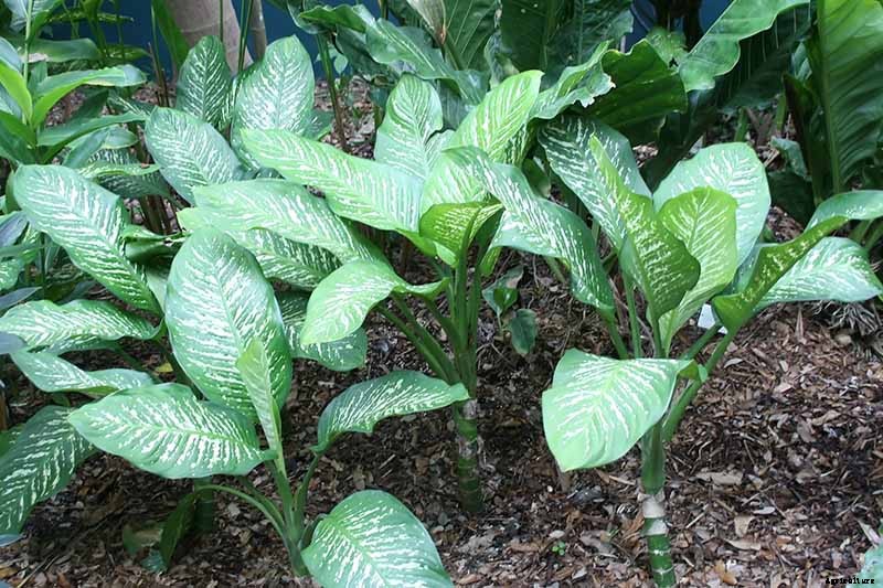 How to Grow and Care for Dumb Cane