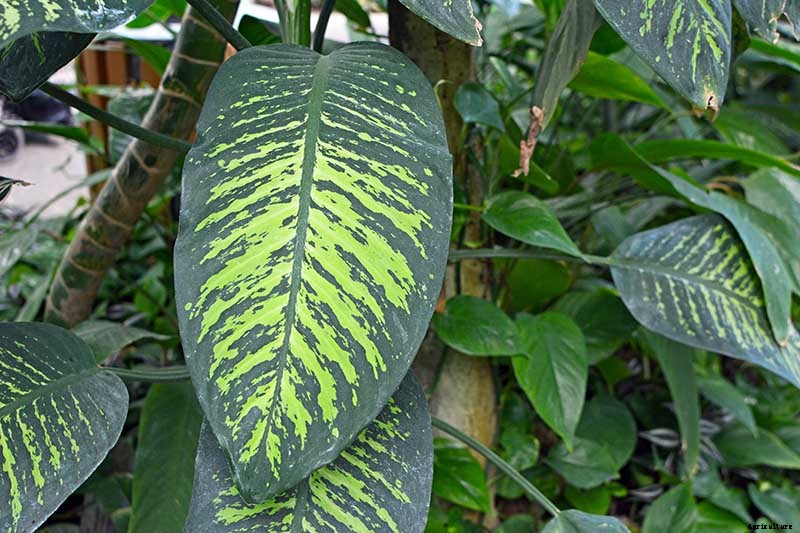 How to Grow and Care for Dumb Cane