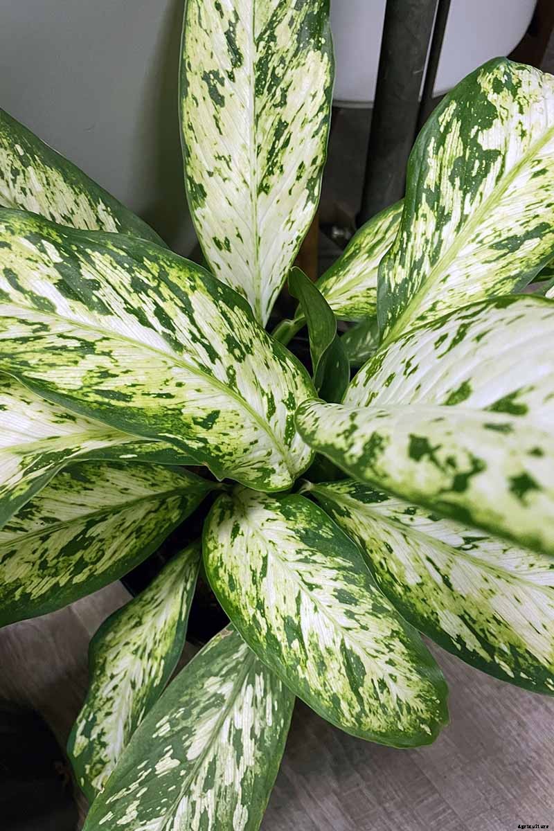 How to Grow and Care for Dumb Cane