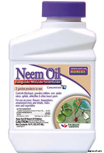 How to Grow and Care for Dumb Cane