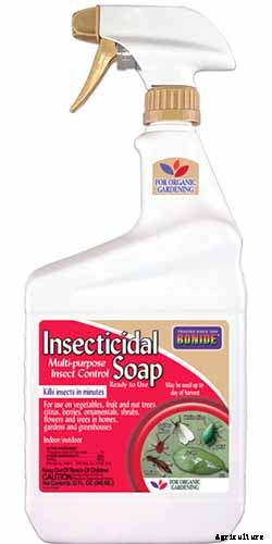 How to Grow and Care for Dumb Cane