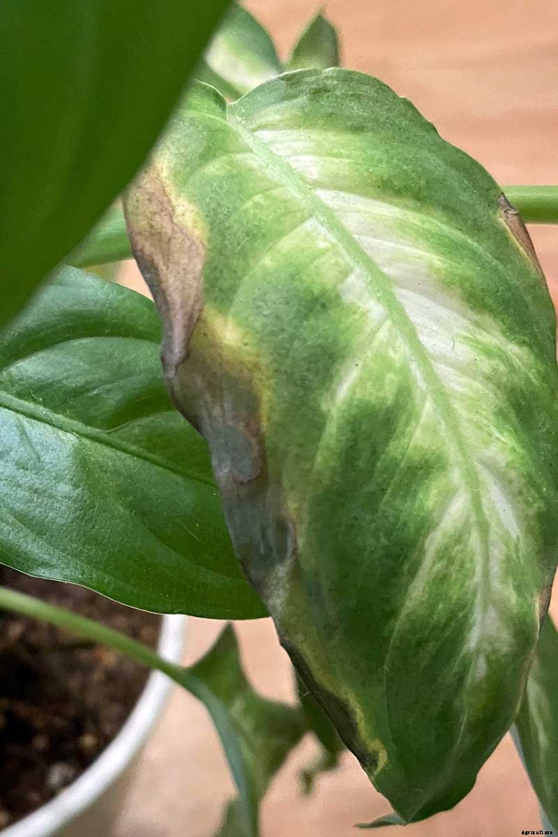 How to Grow and Care for Dumb Cane