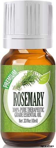 How to Grow and Care for Dumb Cane