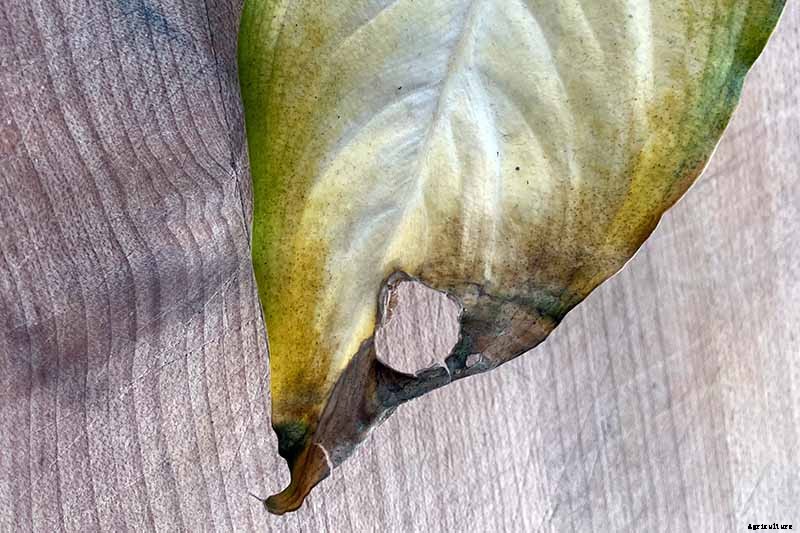 How to Grow and Care for Dumb Cane