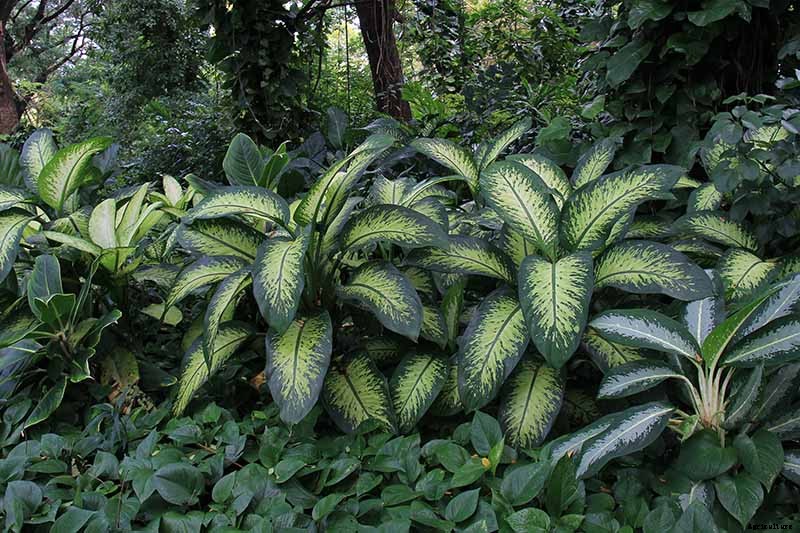 How to Grow and Care for Dumb Cane