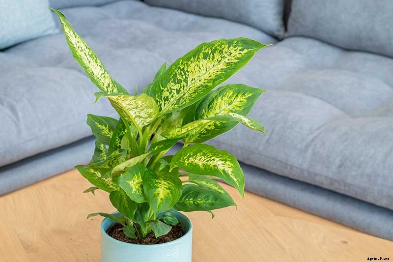 How to Grow and Care for Dumb Cane