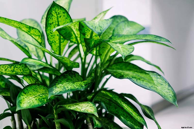 How to Grow and Care for Dumb Cane