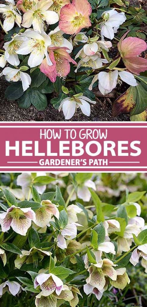 How to Grow Hellebores, the Winter-to-Spring Sensation
