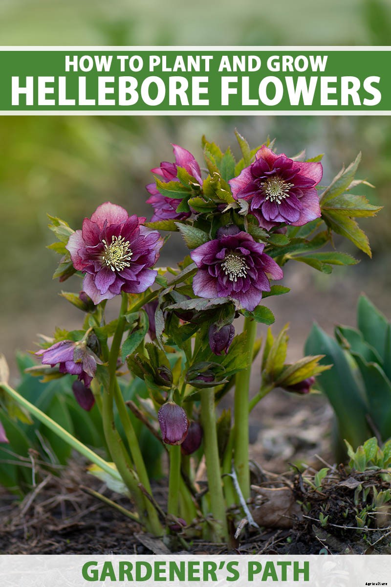 How to Grow Hellebores, the Winter-to-Spring Sensation