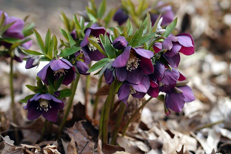 How to Grow Hellebores, the Winter-to-Spring Sensation