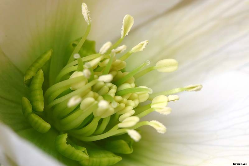 How to Grow Hellebores, the Winter-to-Spring Sensation